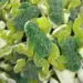 Großer grüner saurer Frosch, Jellioo, 1000g